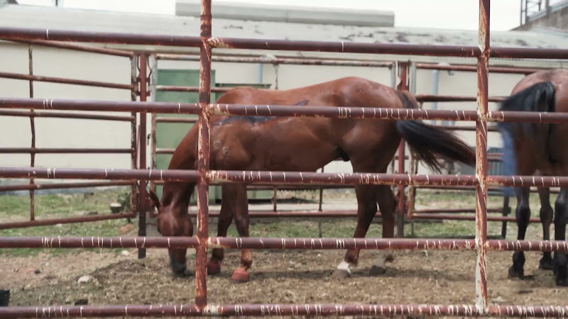 Horse With Large Scar