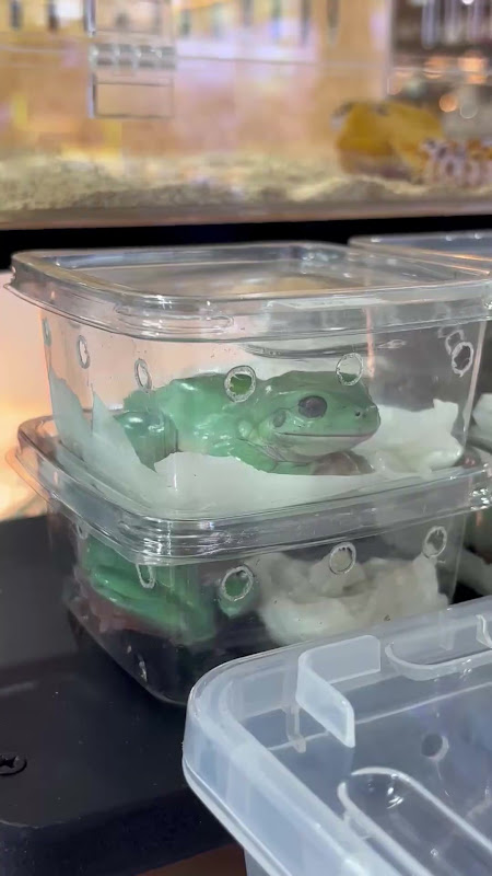 White's Tree Frog in a plastic box at pet market