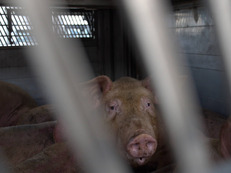 Pig Inside a Slaughterhouse Truck at Vigil