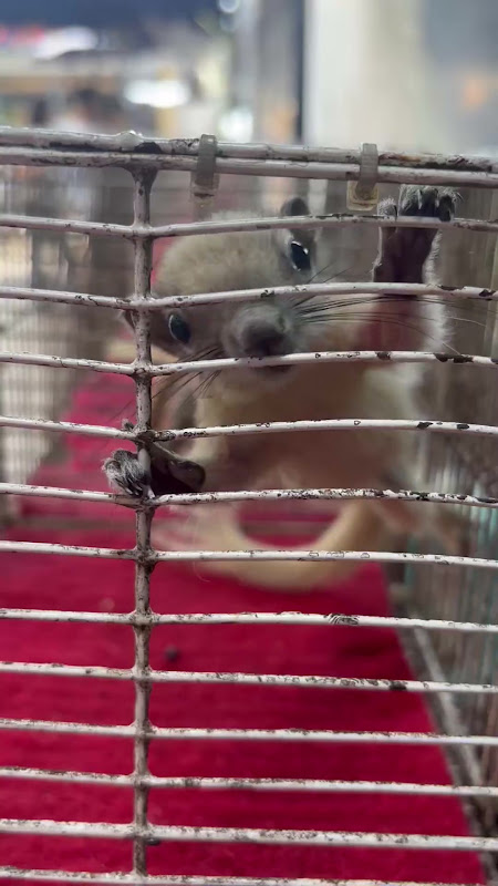 Caged Squirrel For Sale At Pet Market