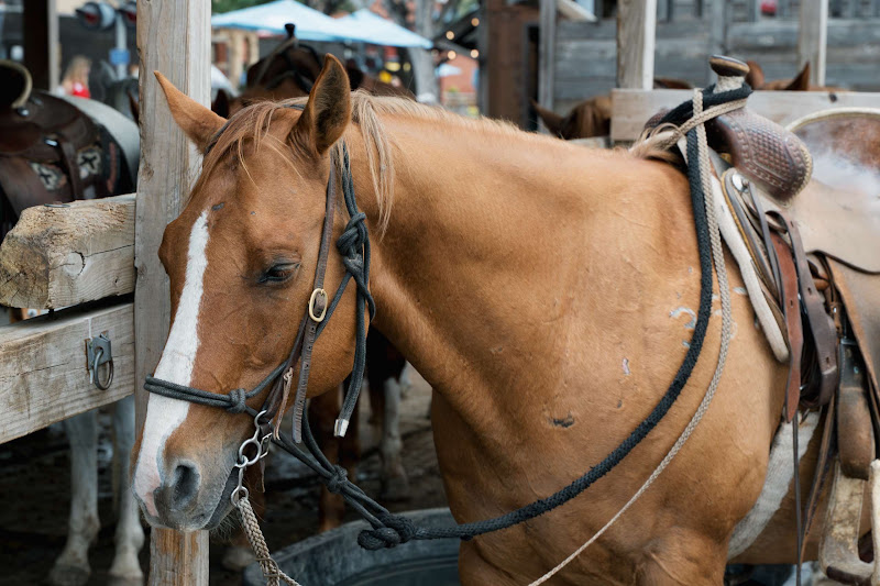 Close-up Horse Waiting To Be Ridden By Tourists