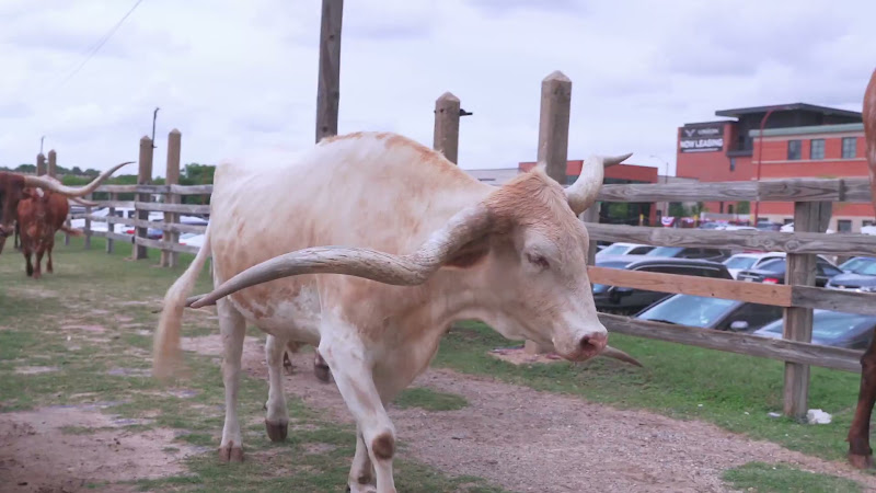 Longhorn Cow Makes Their Way To The Street For Cattle Drive