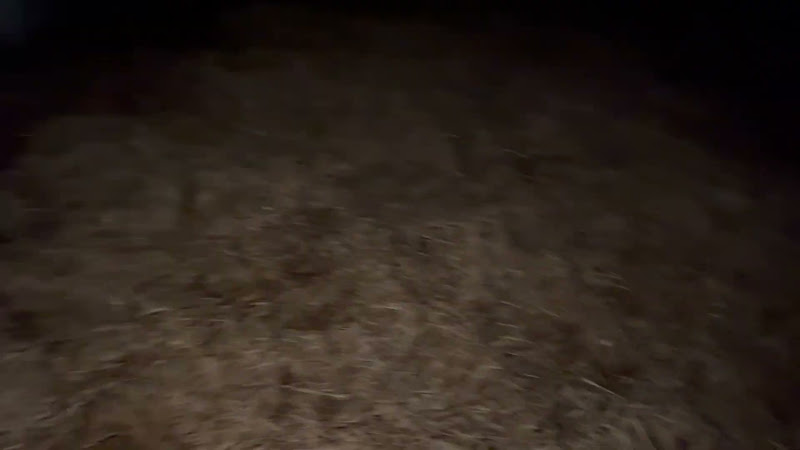 Calf Jumping Around On A Dairy Farm
