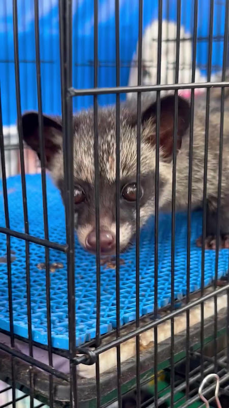 Asian Palm Civet For Sale At Pet Market