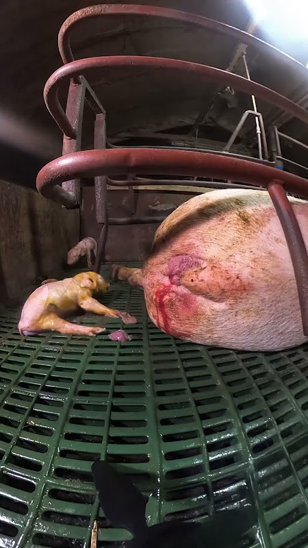Mother pig in a farrowing crate gives birth to stillborn piglet while another baby convulses