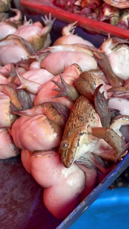 Frogs For Sale Suffering At Food Market