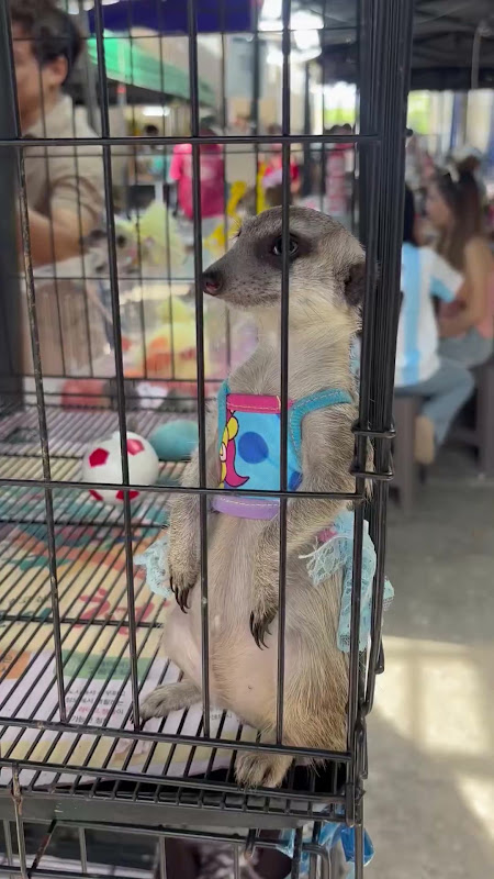 Meerkat in a dress at a pet market