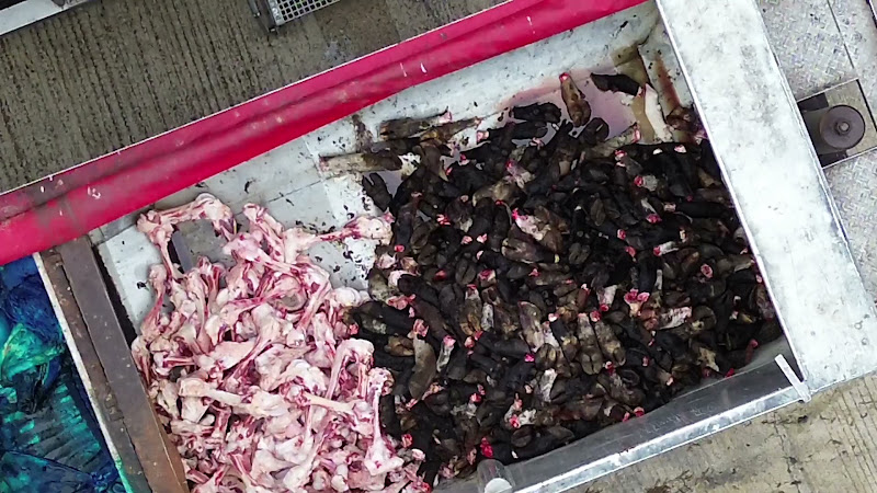 Body Parts in Gut Truck - Above View