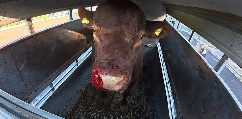 Injured cow in slaughter truck tralier 