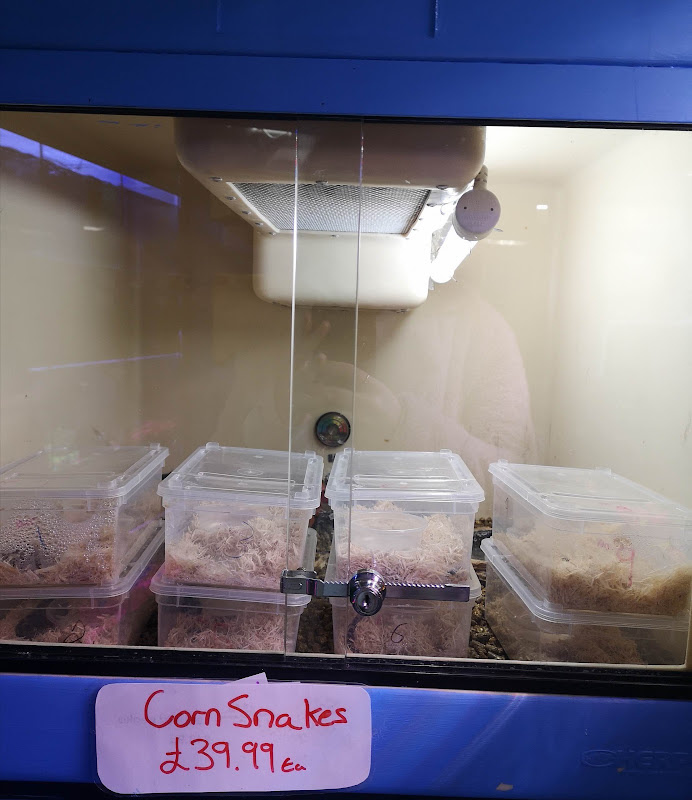 Boxes of hatchling snakes