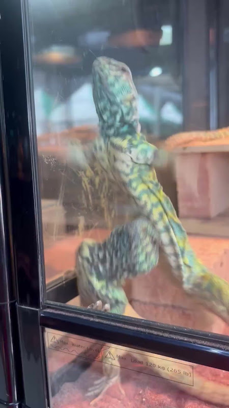 Uromastyx Lizards At Pet Market