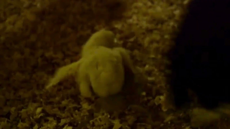 Activist Holds Exhausted and Dying Chicks in Poultry Farm