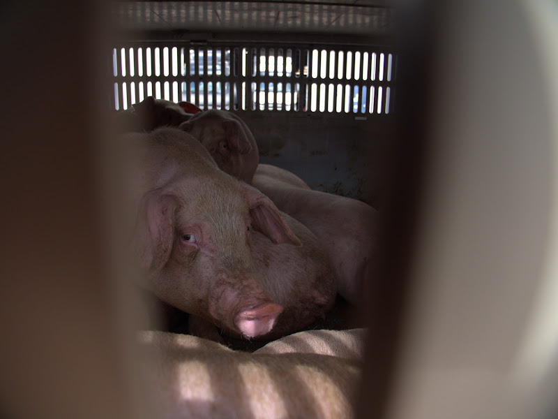 Pig Inside a Slaughterhouse Truck at Vigil
