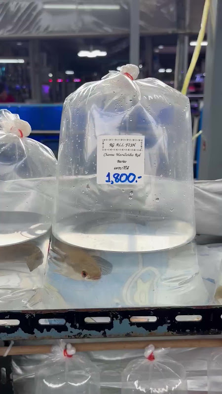 Snakehead Fish in plastic bag