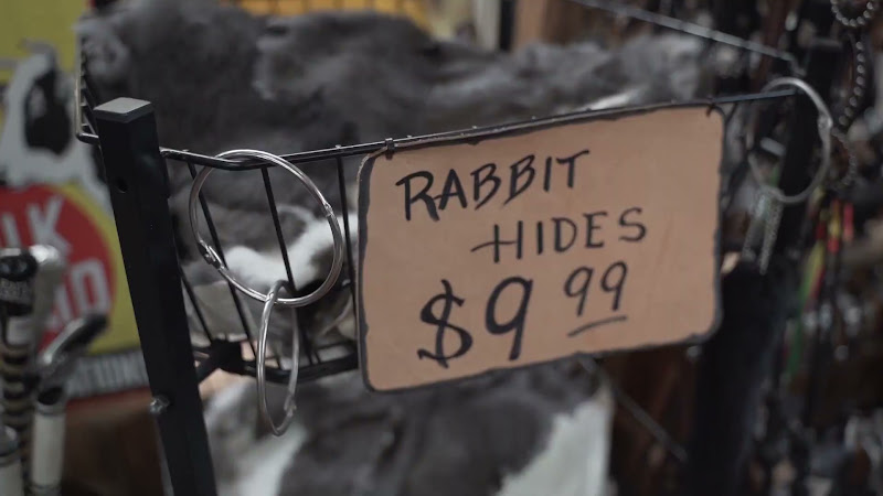 Rabbit