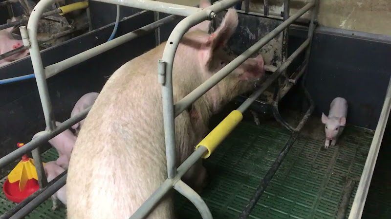 Farrowing Crate