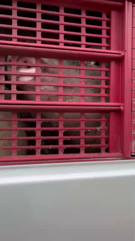 Pig Inside a Slaughterhouse Truck at Vigil