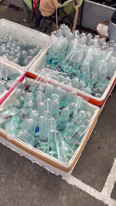 Fish In Plastic Bags At Pet Market