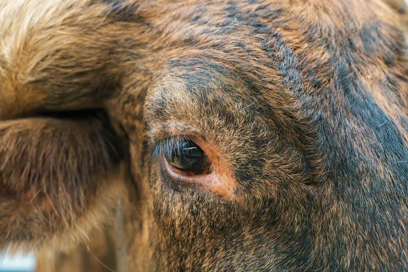 Close-up Eye Of Longhorn Cow