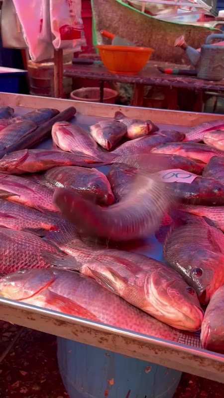 Fish suffocating and jumping at food market