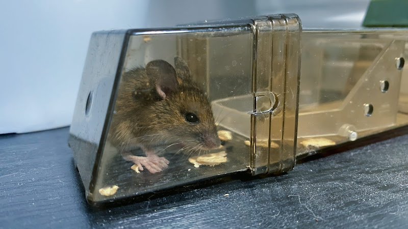 A Mouse Caught In A Humane Trap