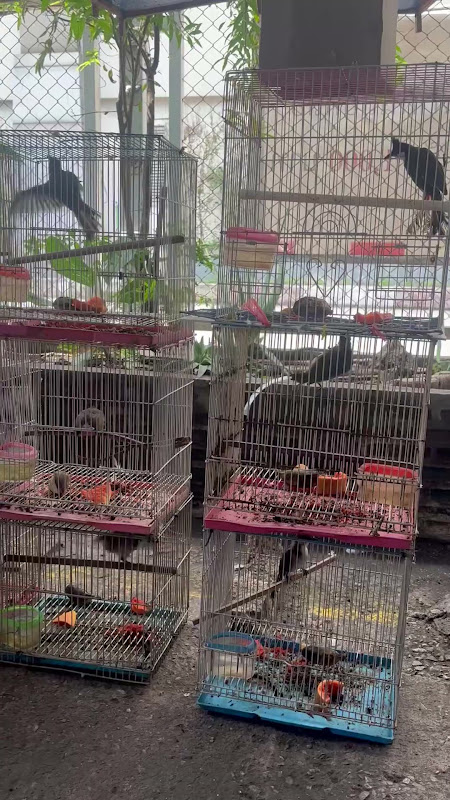 Birds In Cages At Pet Market