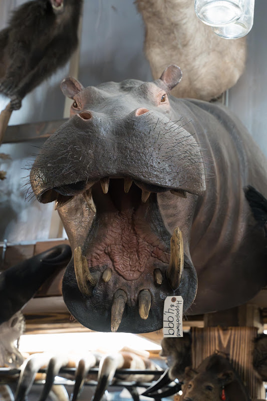 Taxidermy Hippo Head