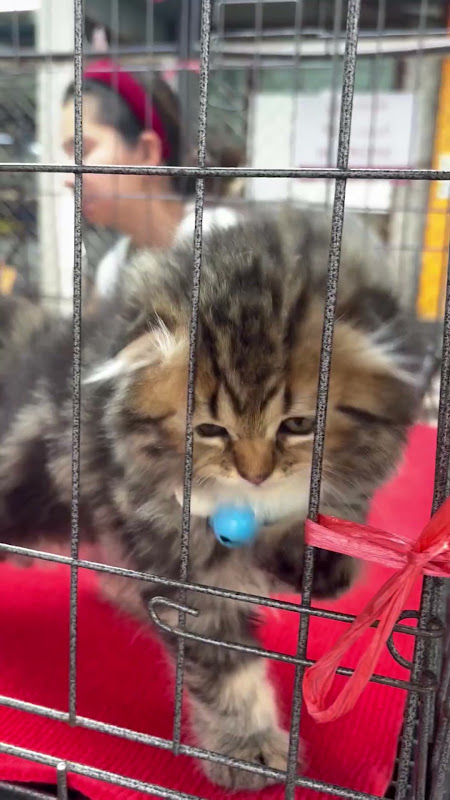 Caged Cat At Pet Market