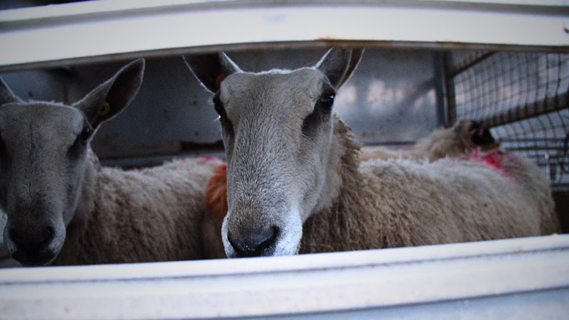 Sheep in Truck at Auction 
