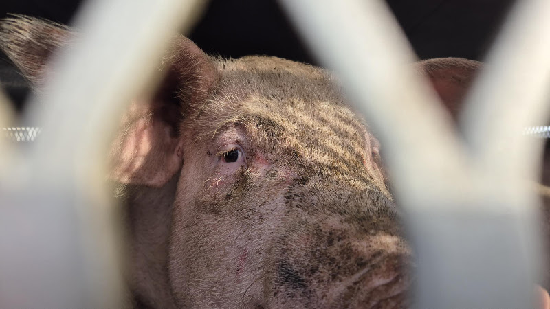 Pig Looking Out Of Slaughter Truck