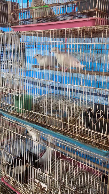 Birds For Sale At Pet Market