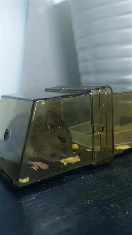 A Mouse Caught In A Humane Trap