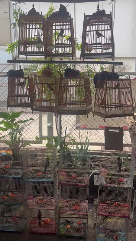 Multiple Cages Of Birds At Pet Market