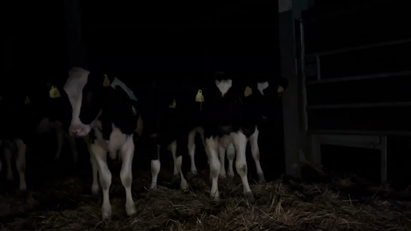 Cows and Calves On A Dairy Farm