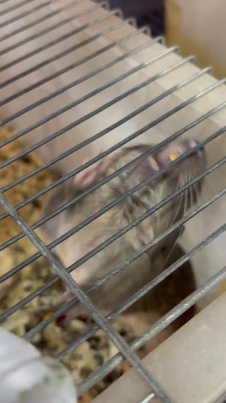 Rodent bar-biting at pet market