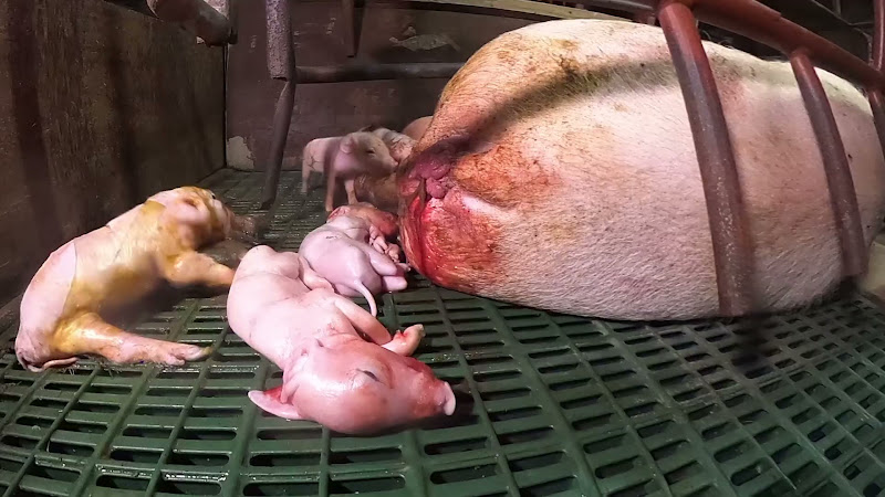 Piglets walk around stillborn piglets. Mother pig is in a farrowing crate while another baby convulses