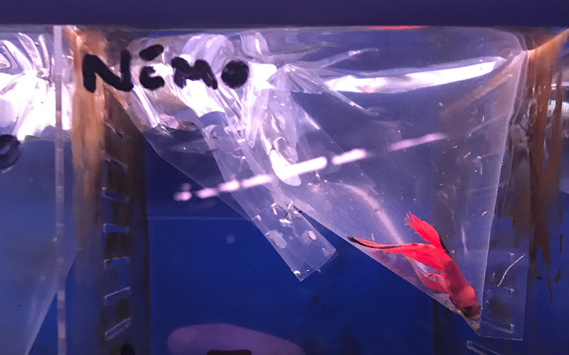 Fish