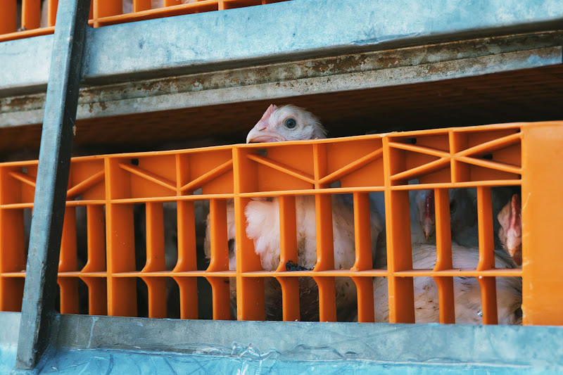 Crate / Crated