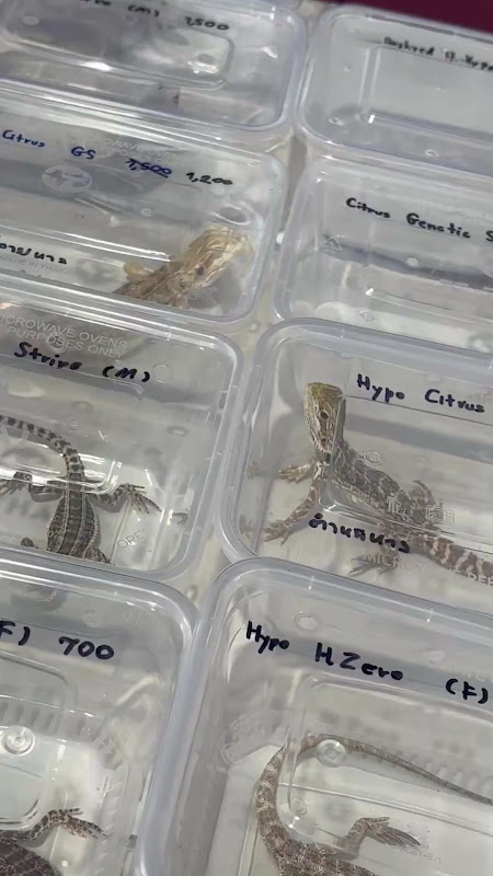 Young Bearded Dragons For Sale At Pet Market