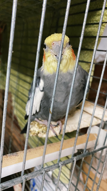 Close Up Of A Cockatiel Alone In A Pet Shop