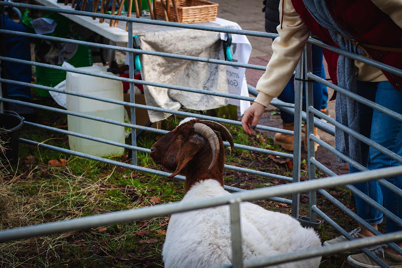 Goat at a Christmas market
