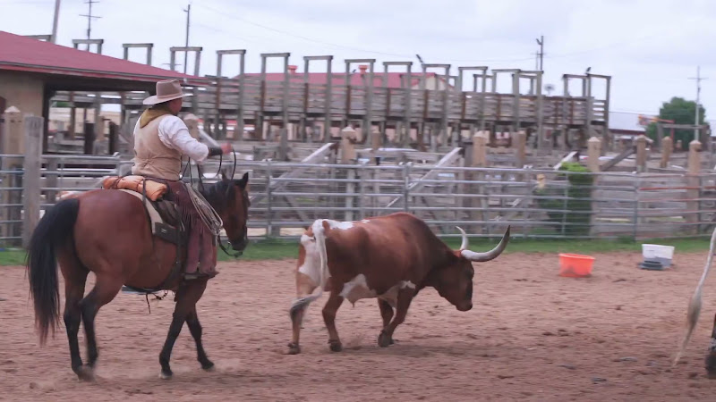 Longhorn Cows Being Rounded-Up For Cattle Drive