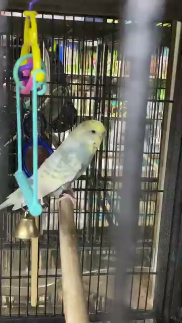 Budgie Sits Alone In A Pet Shop