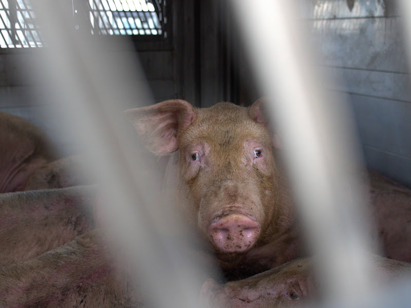 Pig Inside a Slaughterhouse Truck at Vigil