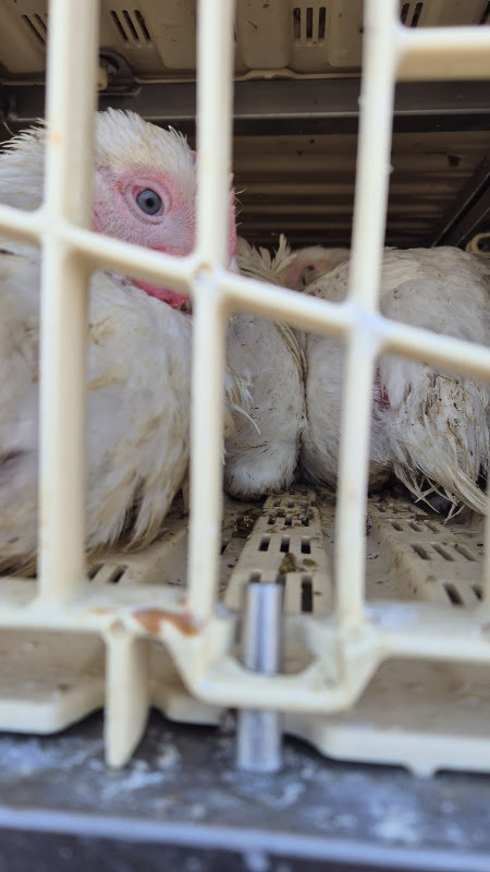 Chickens waiting on slaughterhouse truck