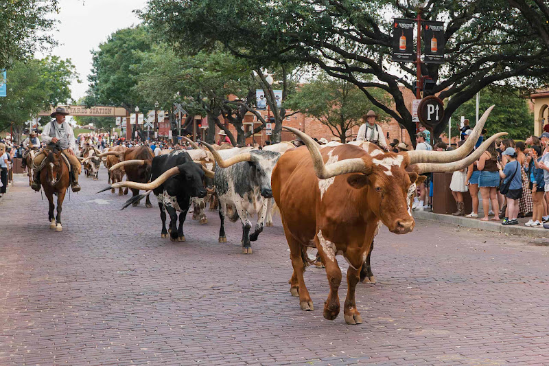 Longhorn Cows Walk The Street For Cattle Drive