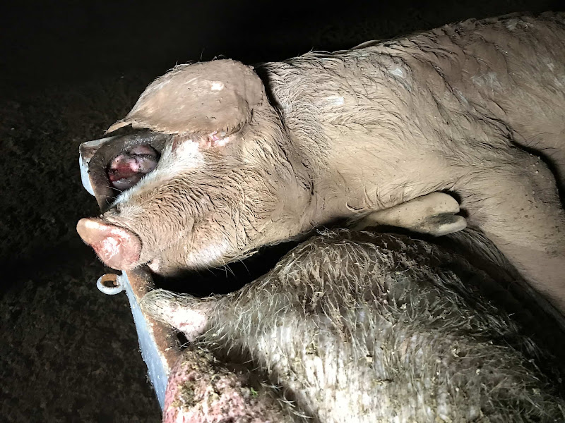 Bin Full Of Dead Pigs