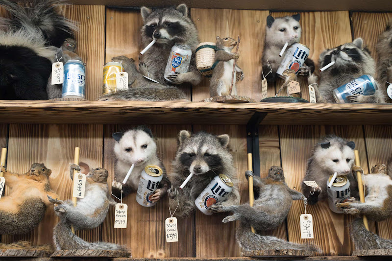 Taxidermy Racoons, Opossums, Squirrels, Skunks and Fur Hats