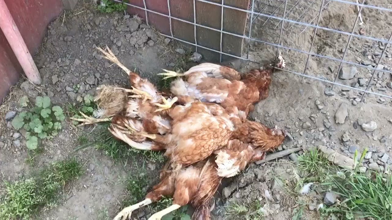 Pile Of Dead Chickens At Organic Egg Farm