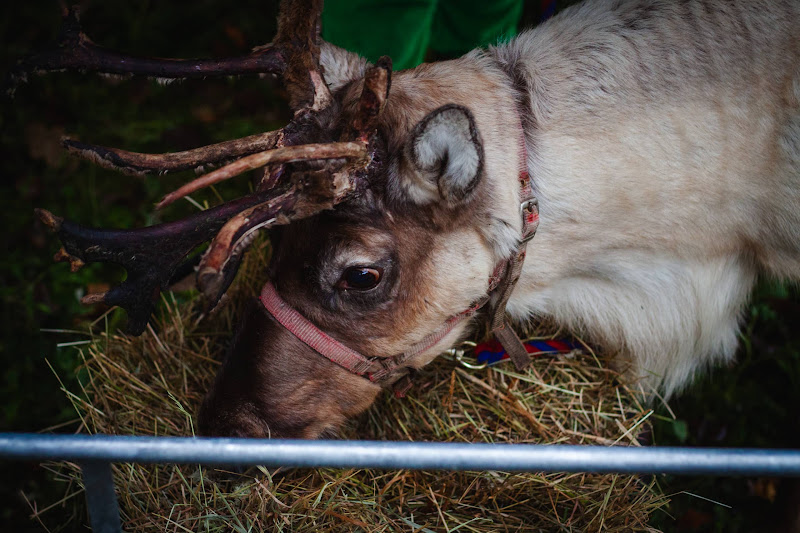 Reindeer at Christmas Event